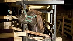 Auf einer "Blutfarm" in der Nähe von Selfoss, Südisland, wird einer Stute Blut abgenommen