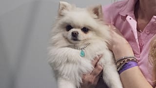 Diamonds are a dog's best friend?