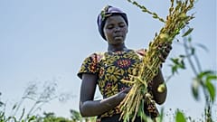 Agriculture is an essential topic at COP27. 