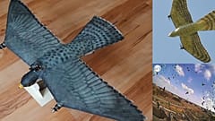 Tired of flight delays? This new drone predator could help, according to international researchers. 