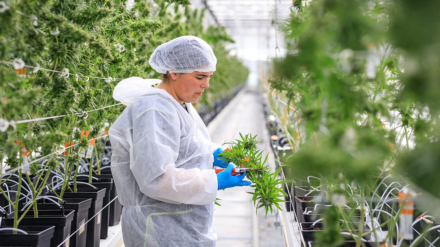 Medizinisches Cannabis kann man in Portugal schon legal erwerben. Wird Deutschland dem Beispiel folgen oder sogar noch weiter gehen?