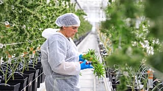 Medizinisches Cannabis kann man in Portugal schon legal erwerben. Wird Deutschland dem Beispiel folgen oder sogar noch weiter gehen?