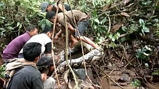 Python in Indonesien 2018 - jetzt wurde eine Frau von einer ¨Python komplett verschlungen