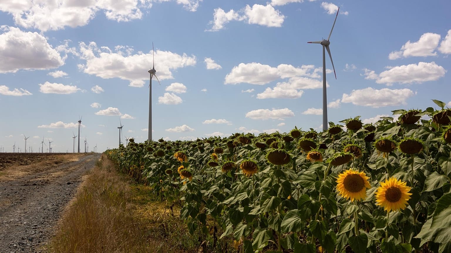 Wind turbines from the Judet de Constanta wind power plant in a field of sunflowers in Romania.  
