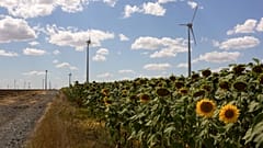 Wind turbines from the Judet de Constanta wind power plant in a field of sunflowers in Romania.  