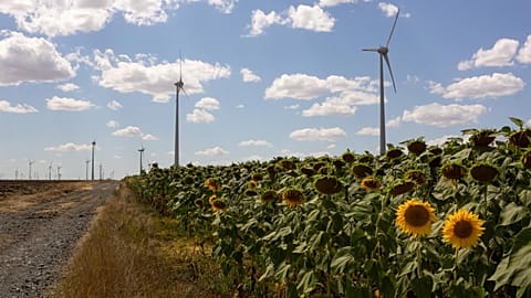 Wind turbines from the Judet de Constanta wind power plant in a field of sunflowers in Romania.  