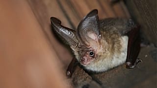 There are 53 species of bat in Europe - but they are under increasing threat. 