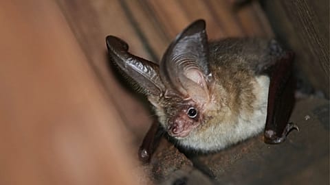 There are 53 species of bat in Europe - but they are under increasing threat. 