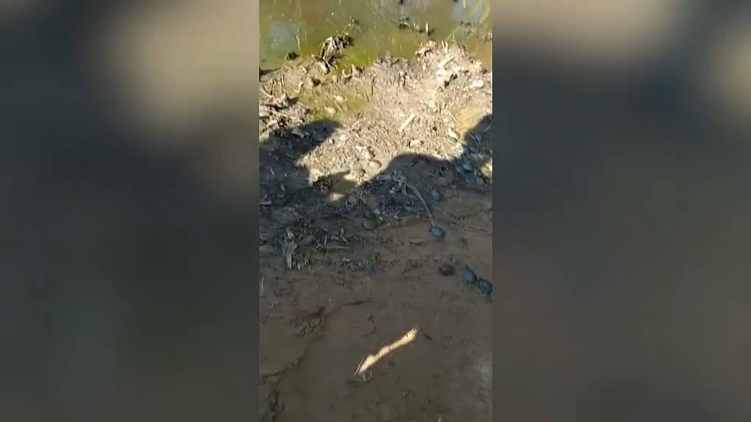 صور السلاحف في بيرو 