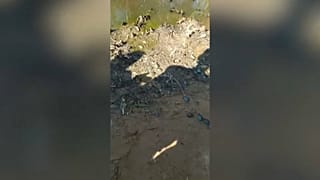 صور السلاحف في بيرو 