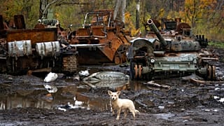 Un perro se encuentra cerca de los tanques rusos dañados en los últimos combates, cerca de la aldea recientemente retomada de Kamianka, región de Járkov, Ucrania, el domingo