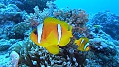 Unterwasserwelt im Roten Meer bei Jeddah