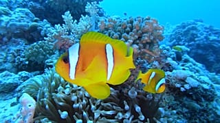 Découvrez la richesse de la vie sous-marine de la mer Rouge avec les sites de plongée de Djeddah