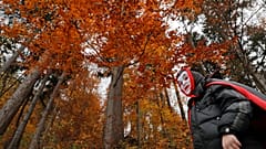 Als Vampir Verkleideter im Wald bei Schloss Bran