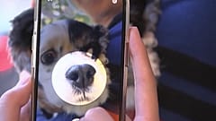 South Korean biometric recognition company invented a nose ID system for dogs
