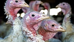 İngiliz Tavukçuluk Konseyi, ülkenin karşı karşıya kaldığı kuş gribi salgını nedeniyle Noel döneminde özellikle hindi fiyatlarının artabileceği uyarısında bulundu 
