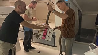 Королевскую кобру возвращают в террариум