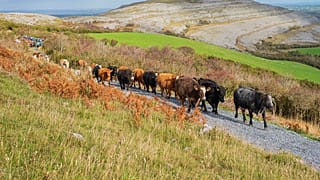 Irische Kühe auf dem Weg zur Winterweide