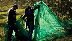 Olasz gazdálkodók készülnek a betakarítása ültetvényükön