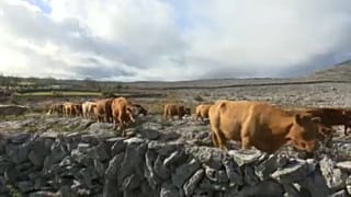Cattle on the rugged landscape of the Burren