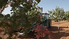 Campos de pistachos en Toledo, en Castilla-La Mancha (España). 