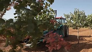 Campos de pistachos en Toledo, en Castilla-La Mancha (España). 