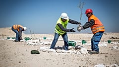 Plantation d'arbres sur une ancienne mine de phosphate, Khouribga, Maroc