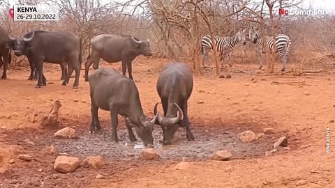 Kenya has seen months of little or no rainfall