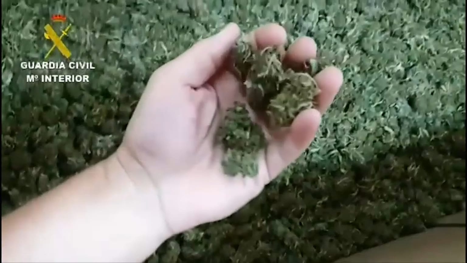 EIn sensationeller Fund: Kisten voller Marihuana-Knopsen 