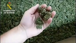 EIn sensationeller Fund: Kisten voller Marihuana-Knopsen
