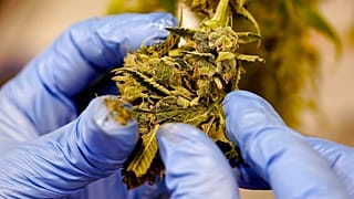 ARQUIVO - planta de canábis colhida de uma plantação de marijuana
