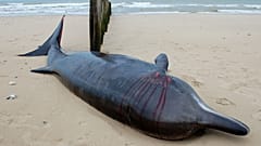 Baleine à bec morte sur une plage de Sangatte, dans le nord de la France, le 7 novembre 2022