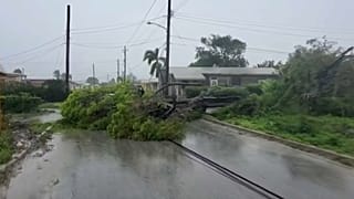 Un árbol caído en medio de la carretera tras una fuerte tormenta en Barbados