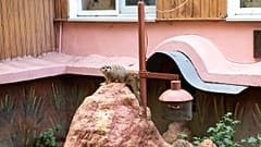 Auch kleinere Tiere gibt es im Zoo von Mykolajiw