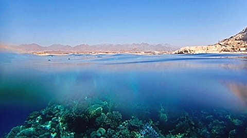 The Global Fund for Coral Reefs is boosting the resilience of Egypt's precious reefs.