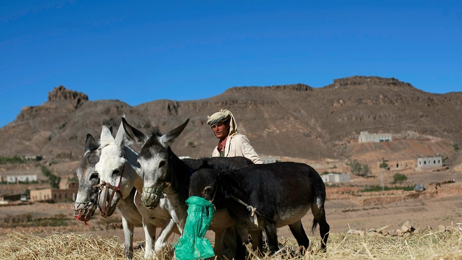 صورة أرشيفية من عام 2013 لفلاح يمني في مزرعو في ضواحي صنعاء