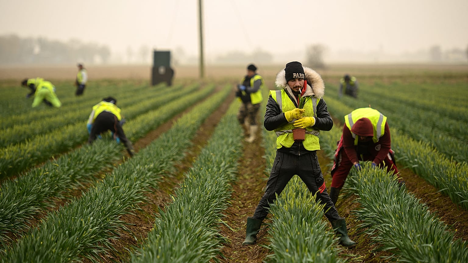 Migrant worker flower pickers from Romania harvest daffodils on Taylors Bulbs farm near Holbeach in eastern England, on March 3, 2021.