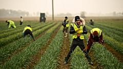 Migrant worker flower pickers from Romania harvest daffodils on Taylors Bulbs farm near Holbeach in eastern England, on March 3, 2021.