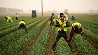 Migrant worker flower pickers from Romania harvest daffodils on Taylors Bulbs farm near Holbeach in eastern England, on March 3, 2021.