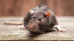 Non-profit, APOPO, is training rats equipped with hi-tech backpacks to aid in search and rescue efforts in Tanzania.