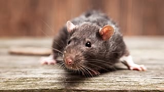 Non-profit, APOPO, is training rats equipped with hi-tech backpacks to aid in search and rescue efforts in Tanzania.