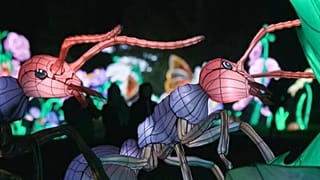 Les insectes à l'honneur dans le Jardin des Plantes à Paris