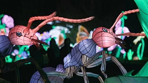 Les insectes à l'honneur dans le Jardin des Plantes à Paris