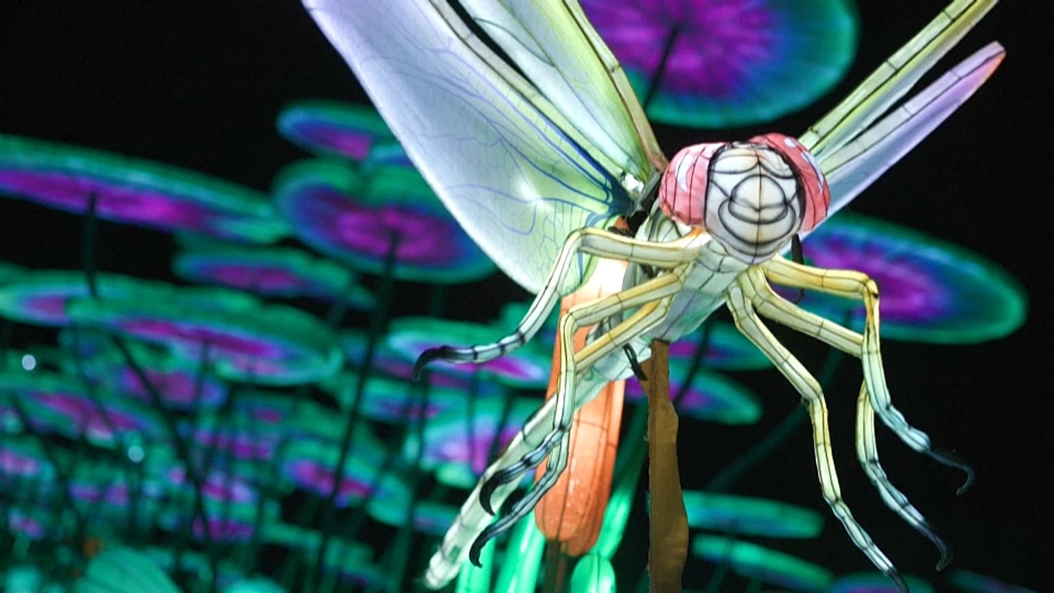 une libellule, l'une des stars de l'exposition au jardin des plantes
