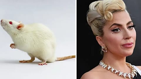 Rats can bop to the beat... and Lady Gaga