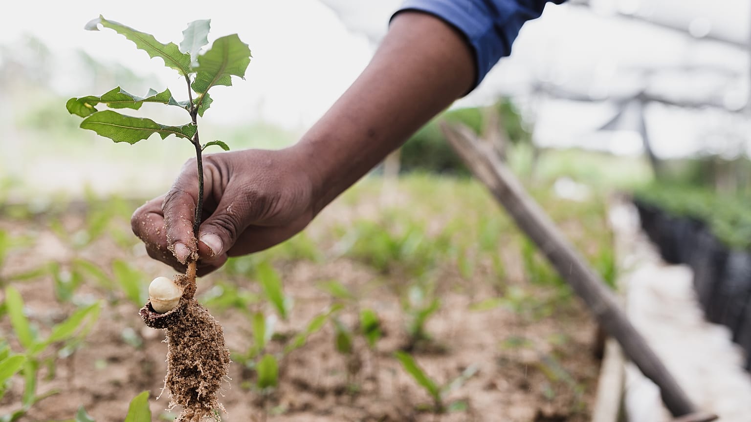 The not-for-profit search engine is adding a feature that will rate the climate pledges of major corporations. 