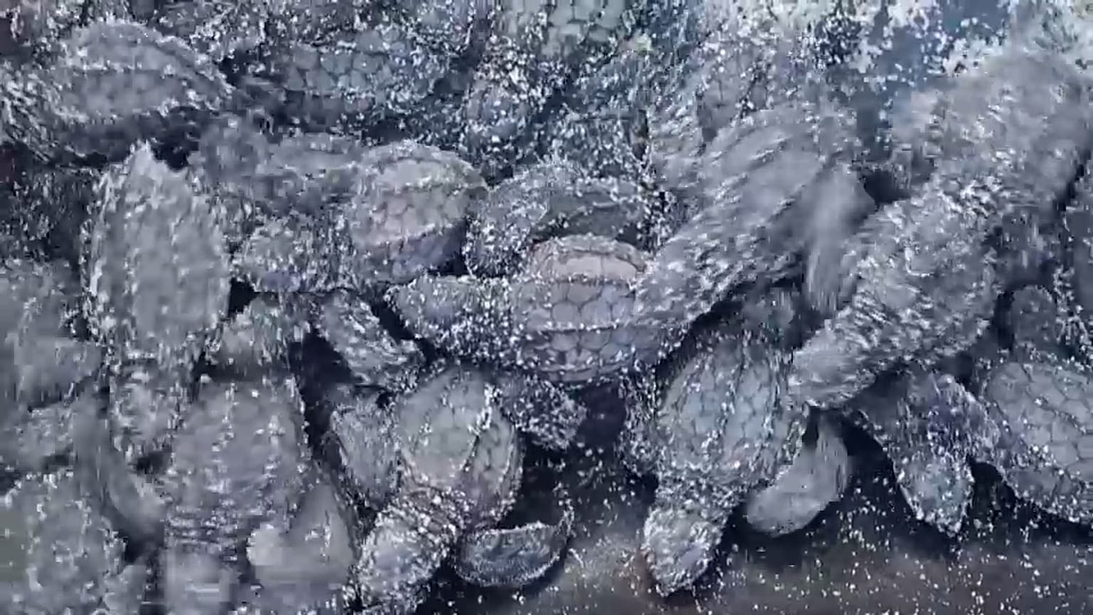 Los bebés tortuga se dirigen al mar
