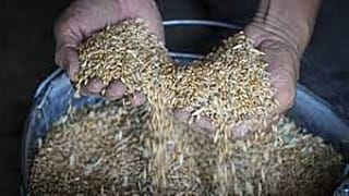 Crisi alimentare