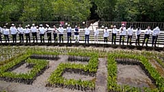 Bali Adası'ndaki zirvede liderler mangrov ağacı dikti