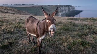 A donkey embryo created with IVF could pave the way for saving dozens of endangered species.